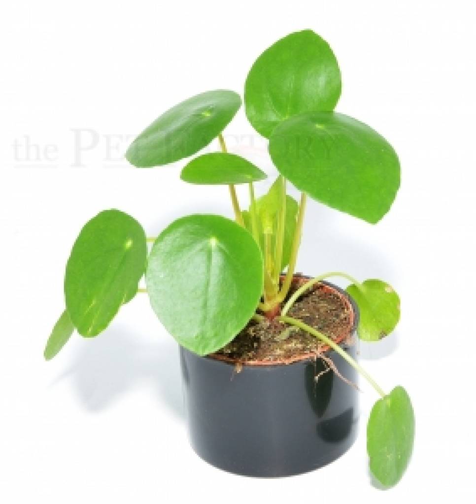 Pilea peperomioides